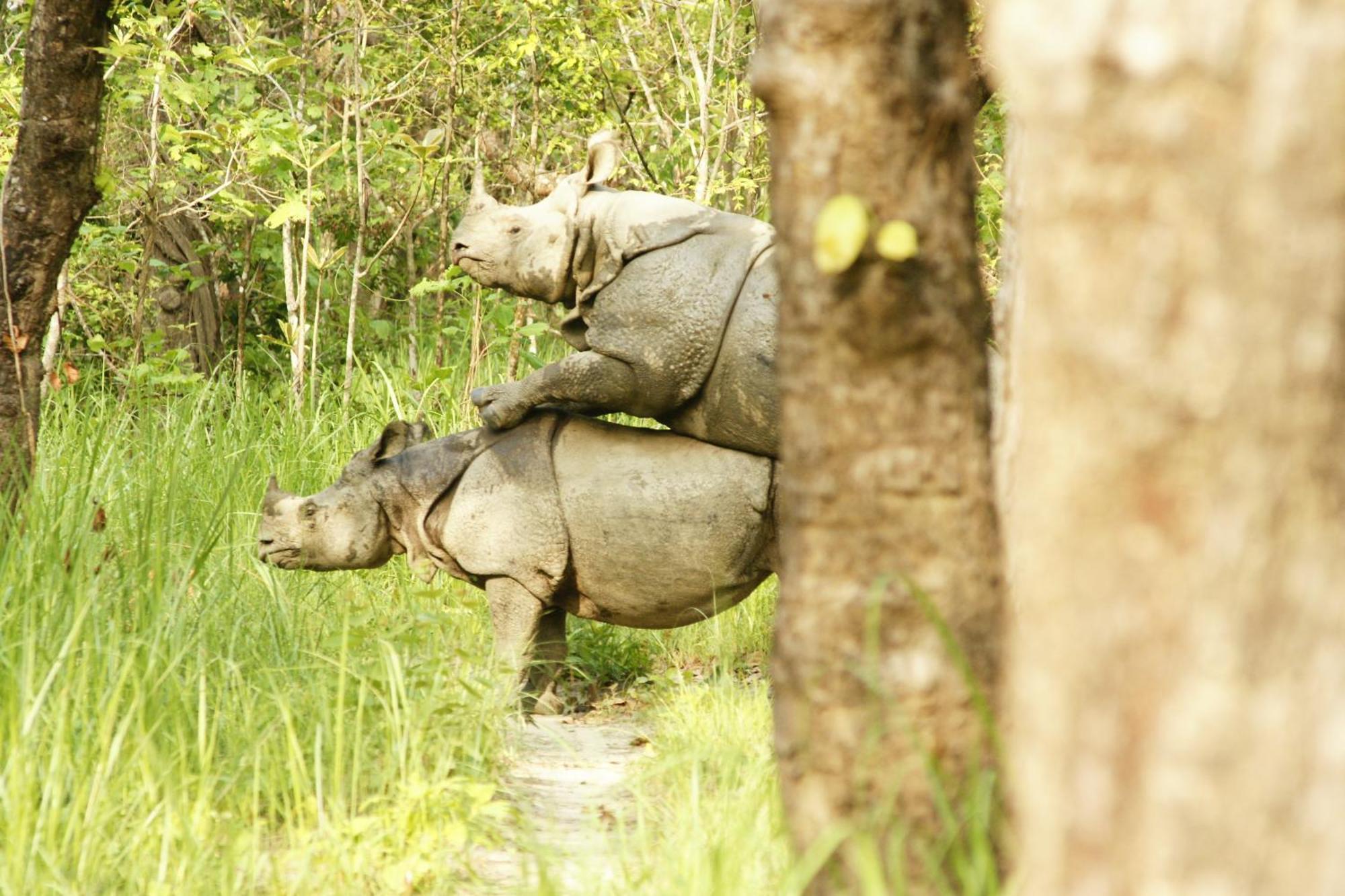 Hotel Jungle Wildlife Camp Sauraha Exterior foto