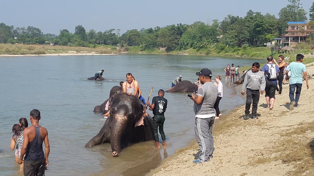 Hotel Jungle Wildlife Camp Sauraha Exterior foto