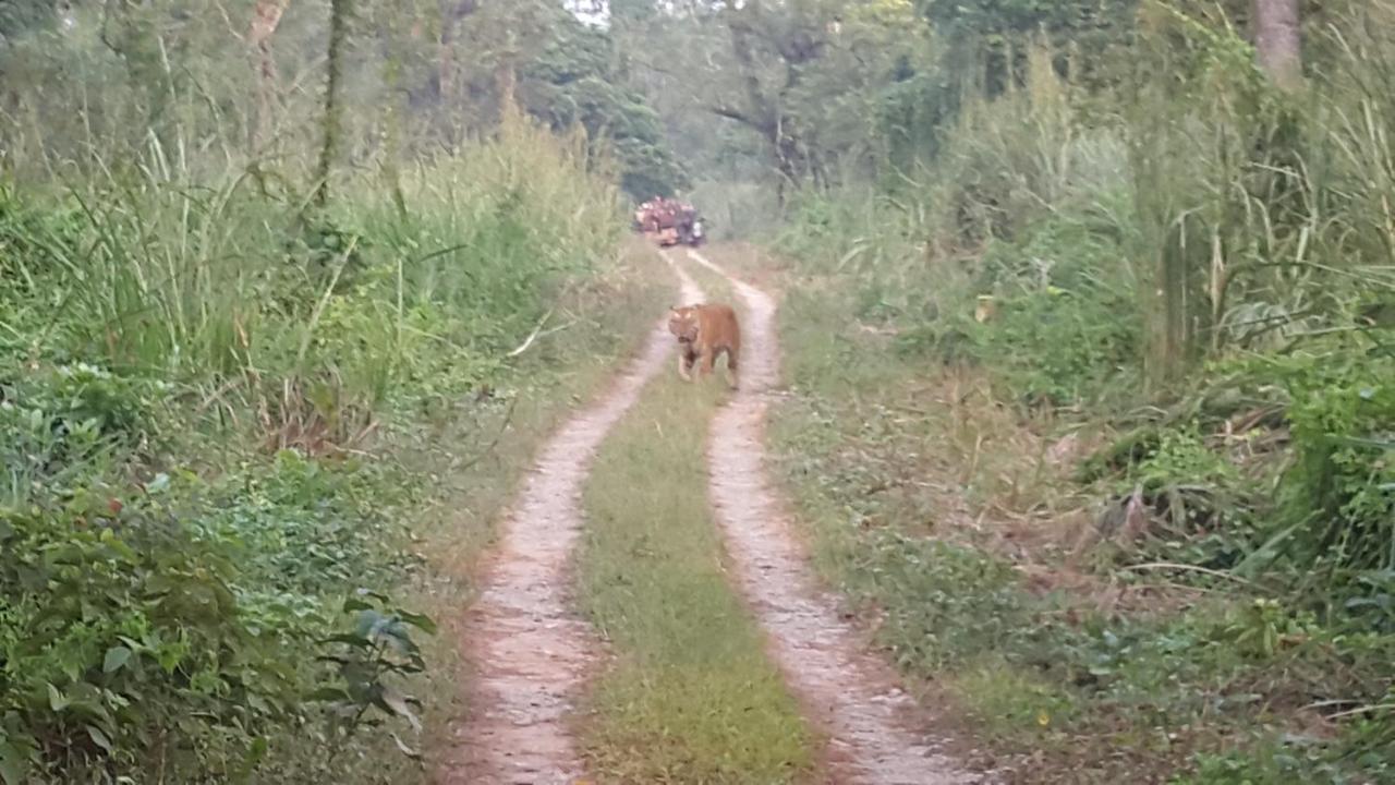 Hotel Jungle Wildlife Camp Sauraha Exterior foto